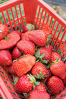篮子里的草莓