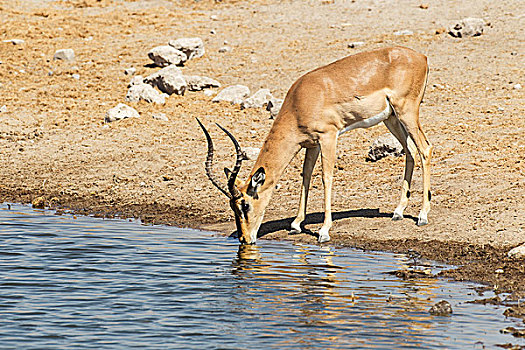 黑脸高角羚,黑斑羚,喝,水坑,埃托沙国家公园,纳米比亚,非洲