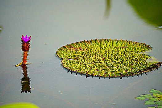 荷花,莲花,鲜花