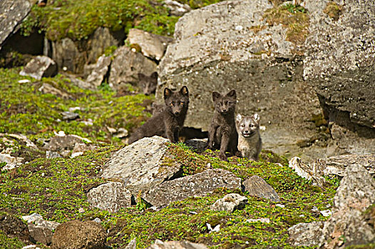 挪威,西部,斯匹次卑尔根岛,北极狐,狐属,蓝色,阶段,小动物,户外,窝,海岸