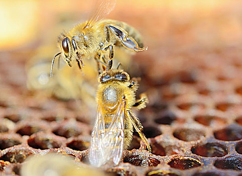 蜜蜂,蜂巢,攻击,局外人