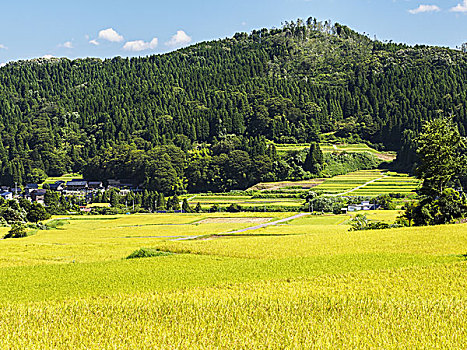 阶梯状