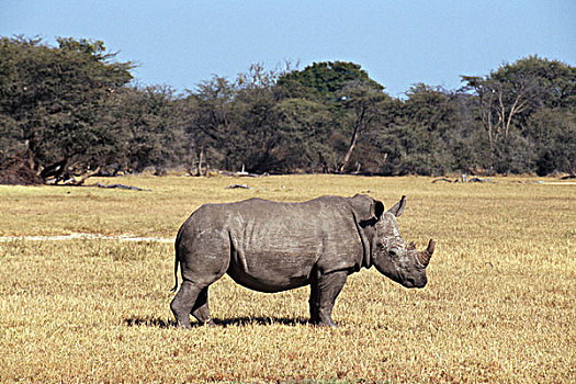 侧面,黑犀牛,站立,土地,万基国家公园,津巴布韦