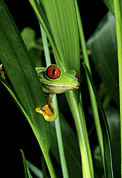 红眼树蛙,头部,出现,叶子