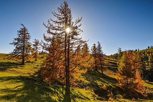 落叶松属植物,秋天,阳光,高山牧场,施蒂里亚,奥地利,欧洲