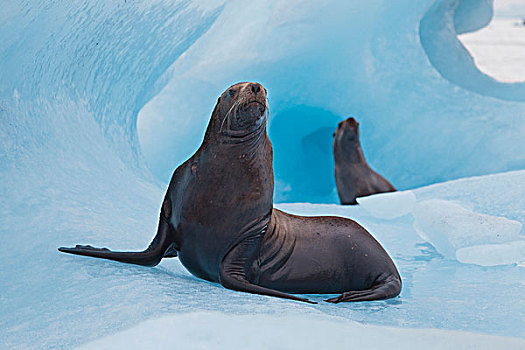 威廉王子湾,阿拉斯加,一对,玩耍,海狮,角斗,蓝色,冰山,靠近,雄性动物,头部
