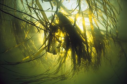 海藻,水下,格里夸湾,温哥华岛,不列颠哥伦比亚省,加拿大