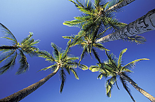 美国,夏威夷,毛伊岛,棕榈树