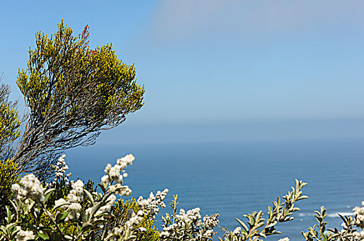 海边植物和蓝天海洋背景