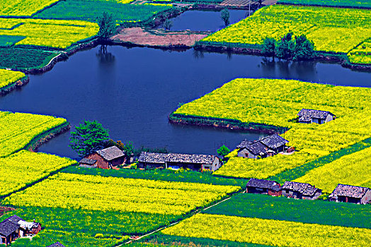 安徽省芜湖市响水涧油菜花田园乡村自然景观