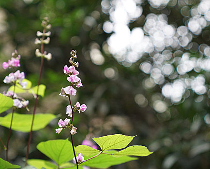 梅豆花