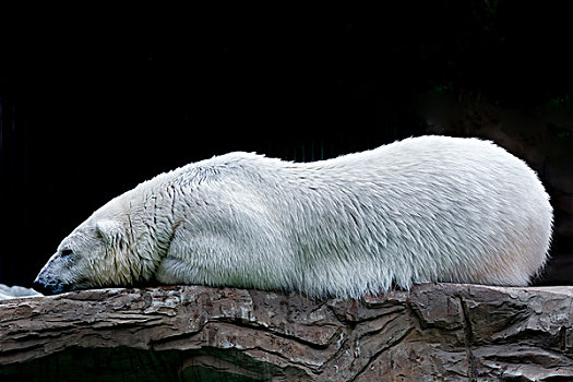 瞌睡的白熊