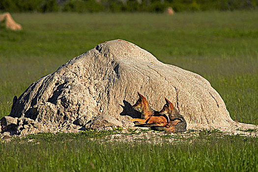 黑背胡狼,黑背豺,万基国家公园,津巴布韦,非洲