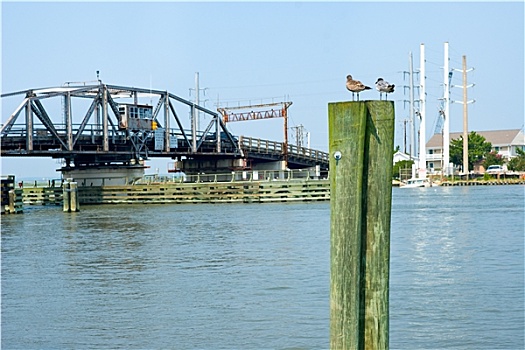 海鸥,桥