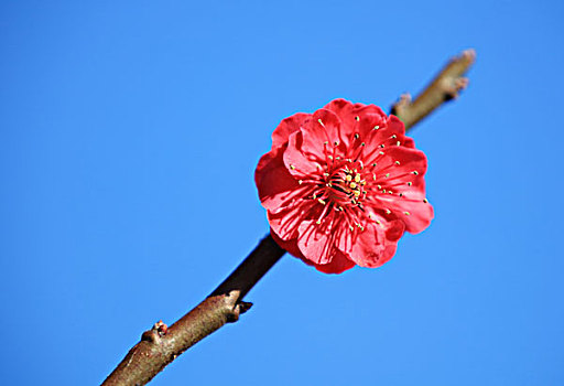 梅花,红梅花