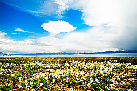 新疆,野花,湖泊,蓝天白云