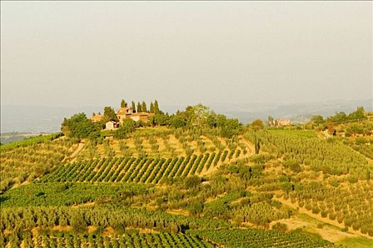 俯拍,葡萄园,锡耶纳省,托斯卡纳,意大利