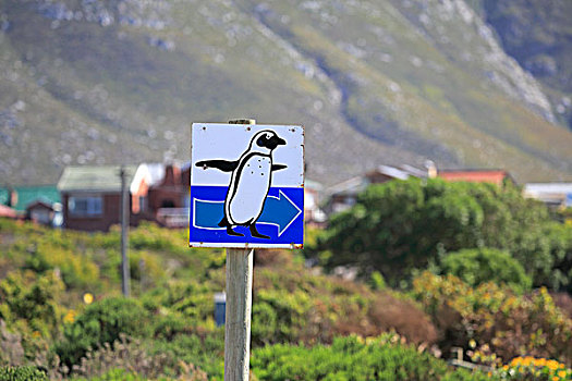 路标,企鹅,西海角,南非,非洲