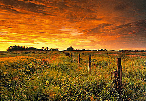 栅栏,线条,草场,日出,靠近,艾伯塔省,加拿大