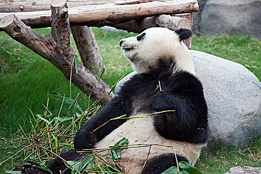 大熊猫,探险,海洋公园,香港