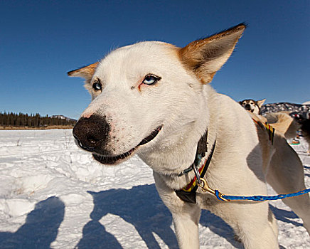 肖像,雪橇狗,领着,狗,阿拉斯加,哈士奇犬,冰冻,育空河,育空地区,加拿大