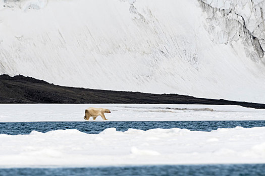 北极熊,走,水边,巴伦支海,岛屿,斯瓦尔巴特群岛,挪威