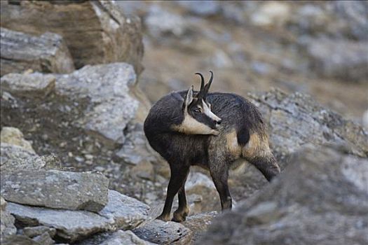 岩羚羊,臆羚,大帕拉迪索国家公园,意大利