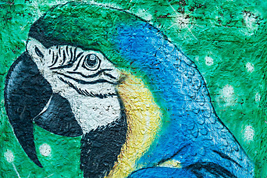 鹦鹉,城市,涂鸦,亚马逊,巴西,南美