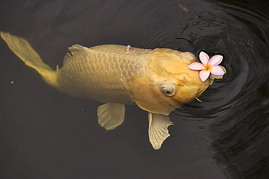 鲤鱼,水中,考艾岛,夏威夷,美国