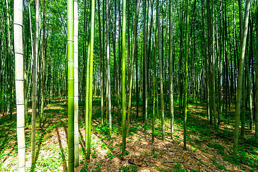 日本京都嵯峨野岚山竹林风光