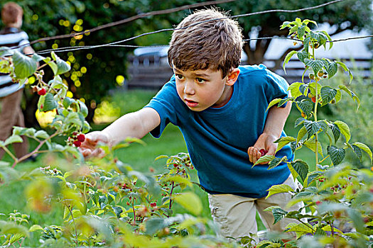 男孩,挑选,树莓,花园