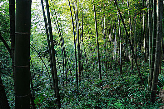 茂密的竹林竹海竹子,自然环境