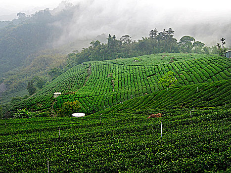 台湾,阿里山,嘉义县竹崎乡,高山茶茶园