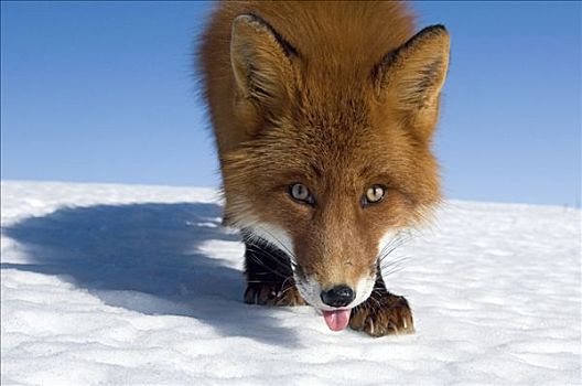 红狐,狐属,肖像,堪察加半岛,俄罗斯
