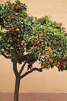 橘树,塞维利亚,西班牙
