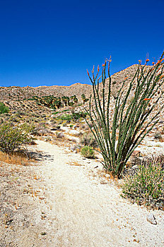 墨西哥刺木,小路,山,棕榈泉,山峦,安萨玻里哥沙漠州立公园,加利福尼亚