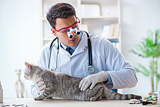 兽医,检查,疾病,猫,医院