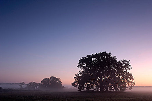早晨,雾气,孤单,橡树,中间,生物圈,萨克森,德国,欧洲