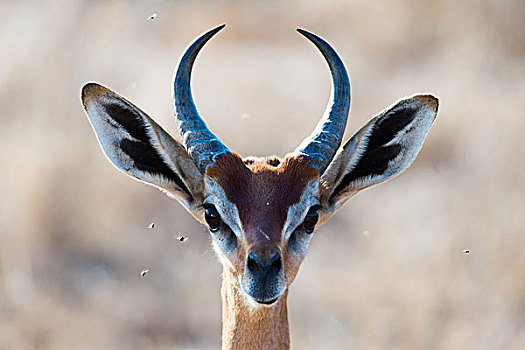 瞪羚,非洲瞪羚,羚羊,头像,东察沃国家公园,肯尼亚,非洲