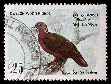 邮票,共和国,斯里兰卡,斑尾林鸽