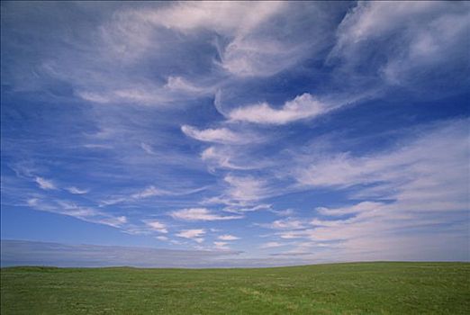 卷云,夏天,生态,纽芬兰,加拿大