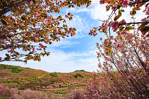 山野,樱花,烂漫