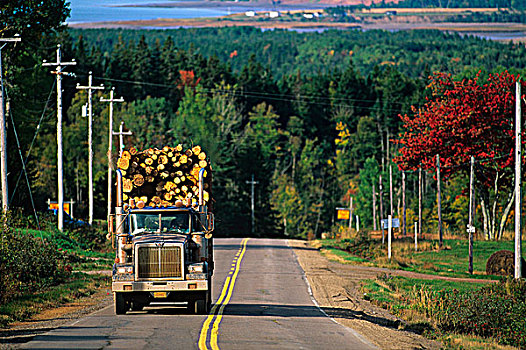 卡车,拖拉,原木,山,新斯科舍省,加拿大