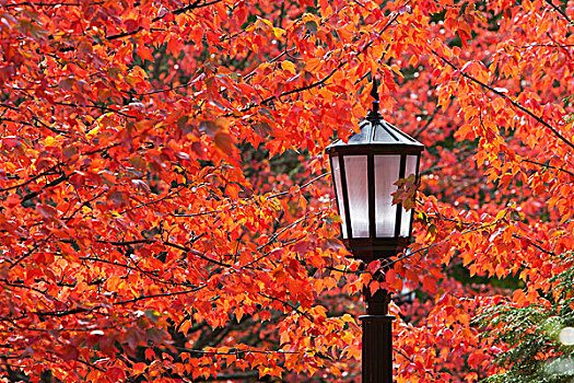 秋色,叶子,灯光,柱子,波特兰,俄勒冈,美国