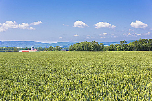 田园,风景,北海道,日本