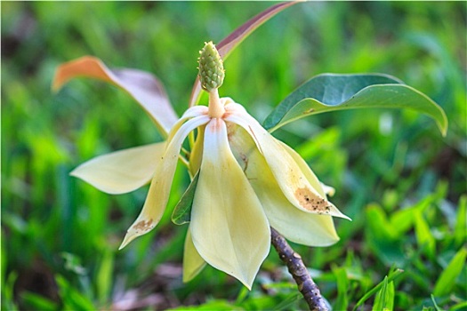 木兰,花