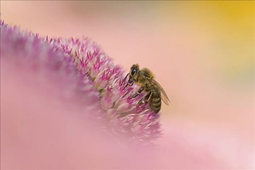 蜜蜂,觅食,花