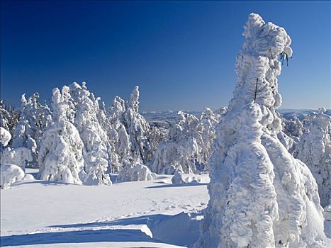 积雪,树,顶峰,防护,风景,区域,北方,摩拉维亚,捷克共和国,欧洲
