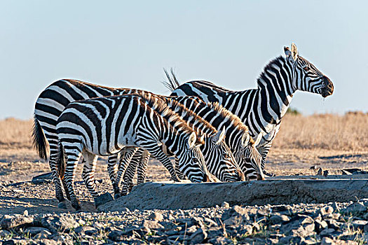平原斑马,喝,人造,水坑,自然保护区,肯尼亚,非洲
