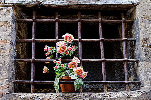 玫瑰,后面,格栅窗
